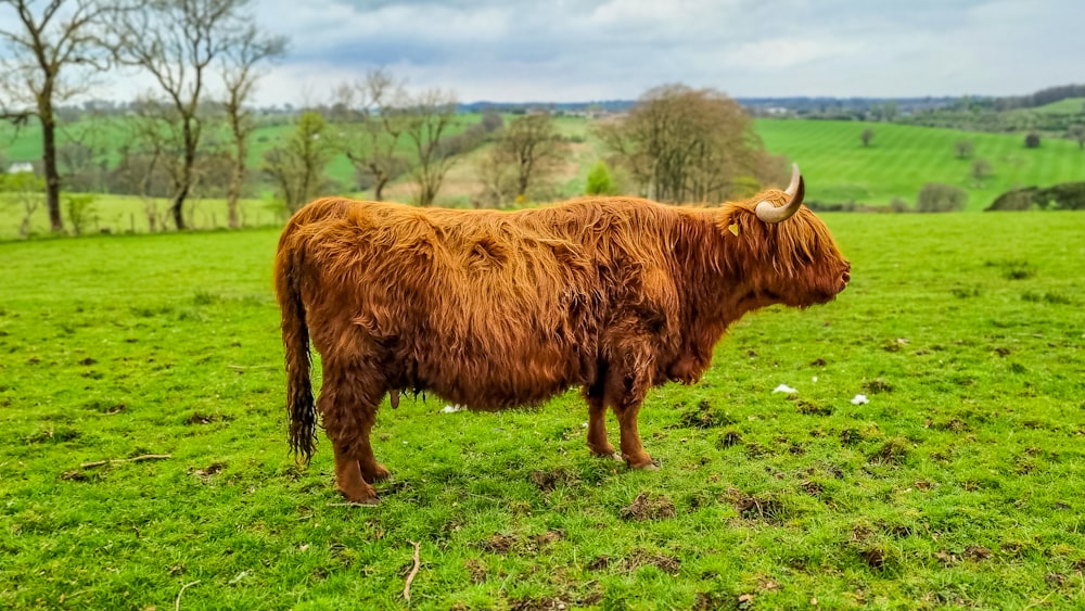 une vache brune debout au sommet d’un champ verdoyant