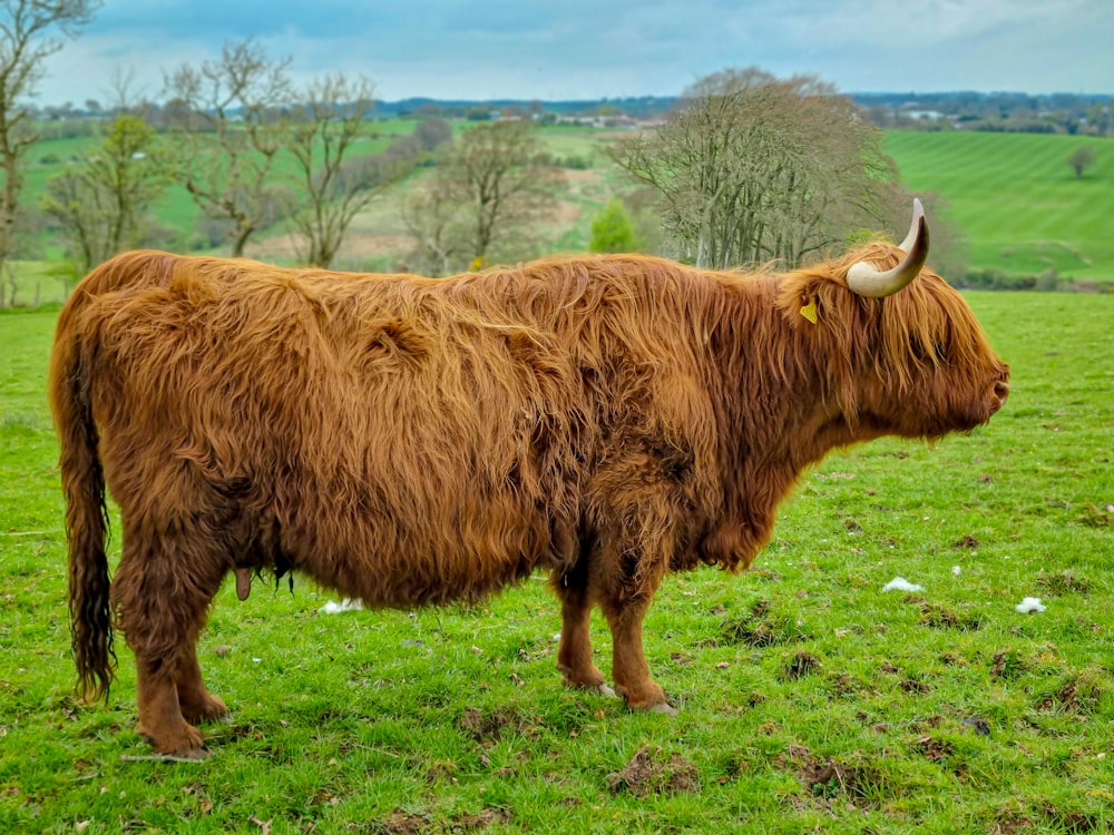 una gran vaca marrón de pie en la cima de un exuberante campo verde