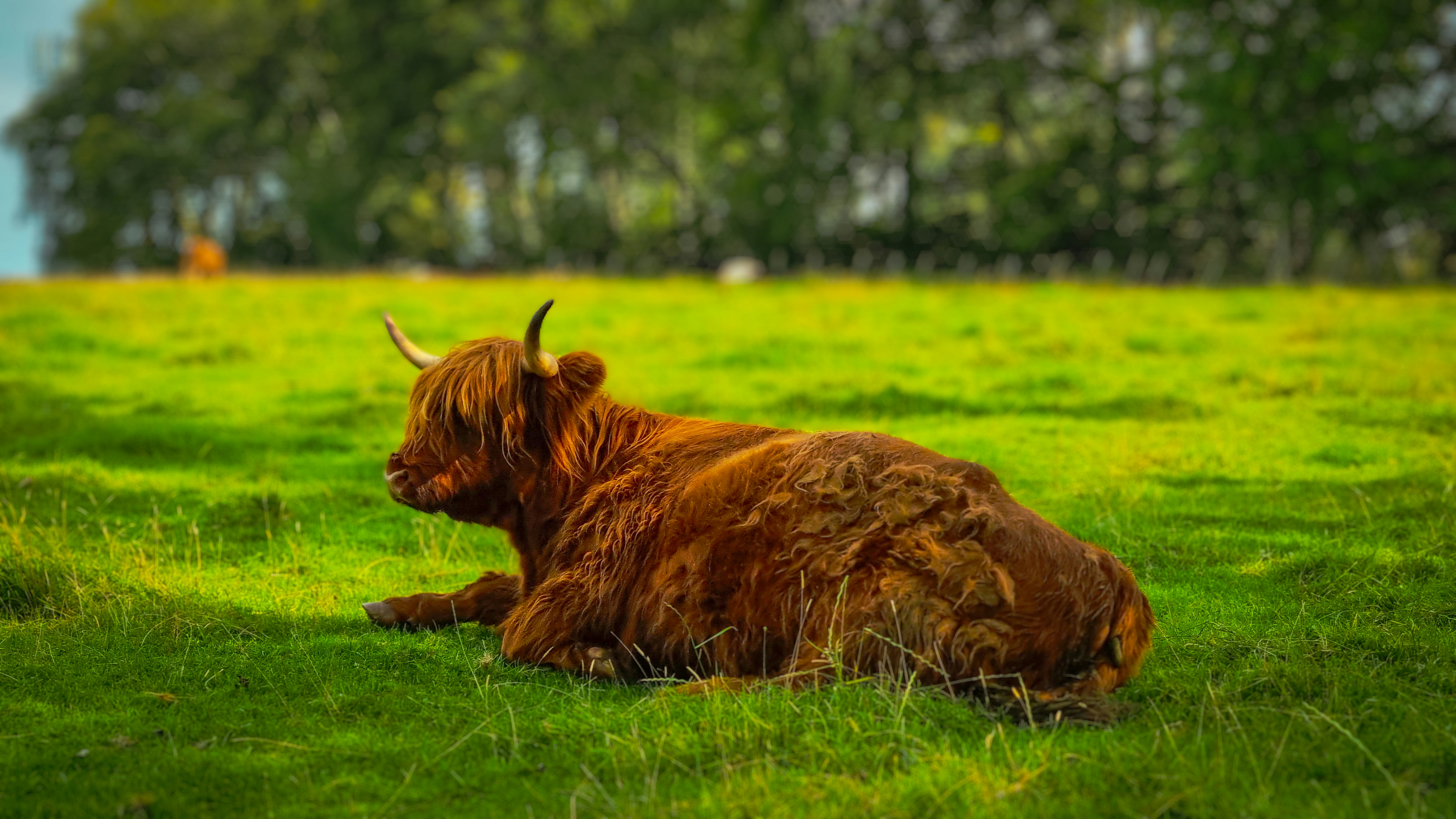 a brown cow laying on top of a lush green field