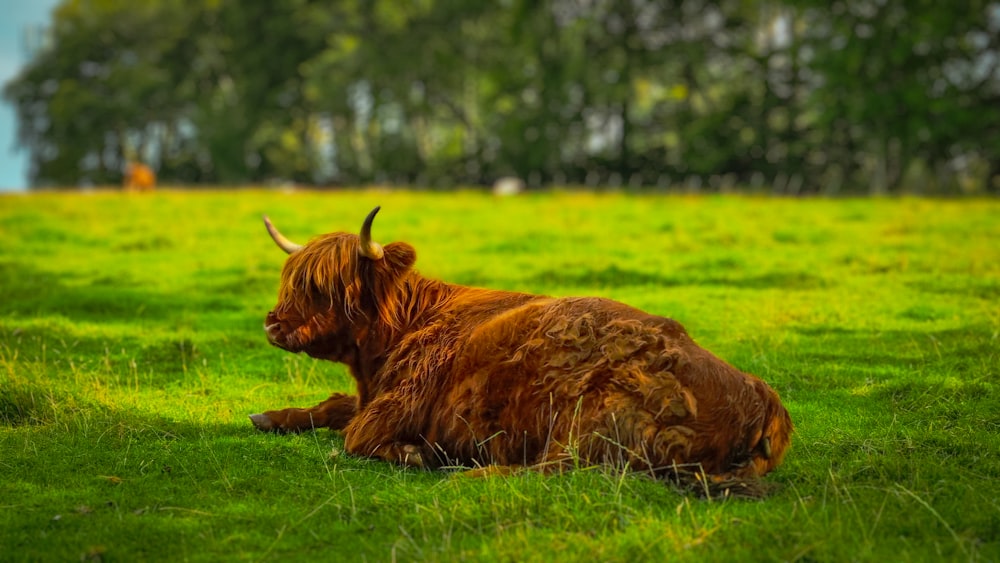 a brown cow laying on top of a lush green field