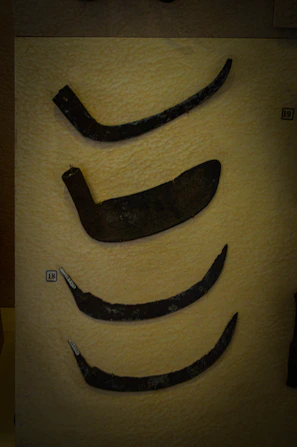 Ancient Illyrian artifacts displayed in a rustic museum setting
