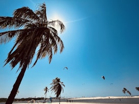 A beach scene featuring tall palm trees leaning under a bright blue sky, with the sun peeking from behind the fronds. Several people can be seen on the sandy shore, and kitesurfers are enjoying the wind with their kites dotting the sky. The setting evokes a sense of openness and leisure.