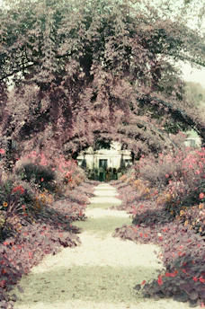 A serene garden path lined with blooming flowers under soft morning light.