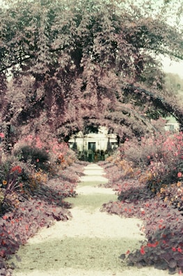 A quiet path winding through a garden filled with blooming flowers.