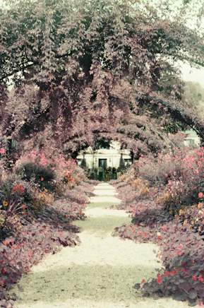A peaceful garden path lined with blooming flowers in muted tones, bathed in warm natural light.