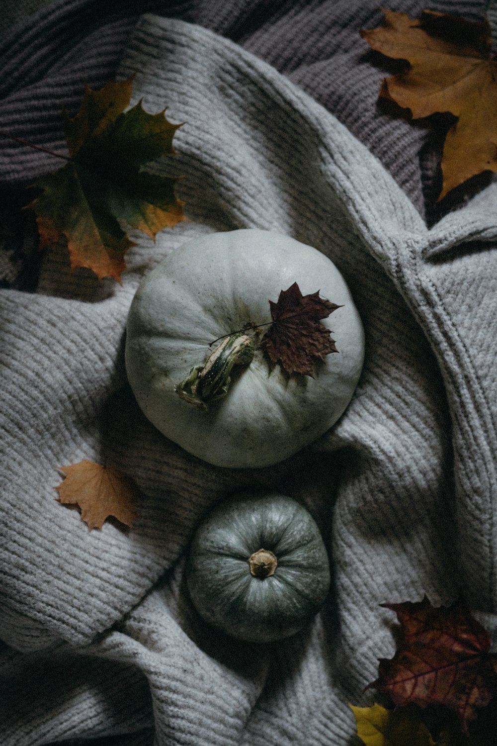 a white pumpkin sitting on top of a pile of leaves