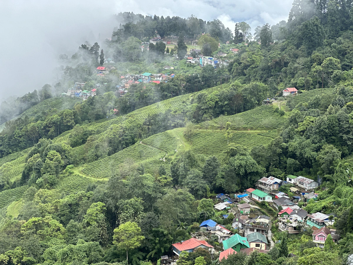 Cloud drifting across a steep tea slope in the hills, houses of a village scattered above and below the rows