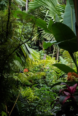 Lush, dense greenery fills the scene with a variety of tropical plants and large leaves, creating a vibrant and natural environment. Various shades of green dominate the landscape, with colorful accents from flowers scattered throughout the space.
