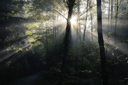 A peaceful morning scene showing a woman walking outdoors with sunlight filtering through trees.