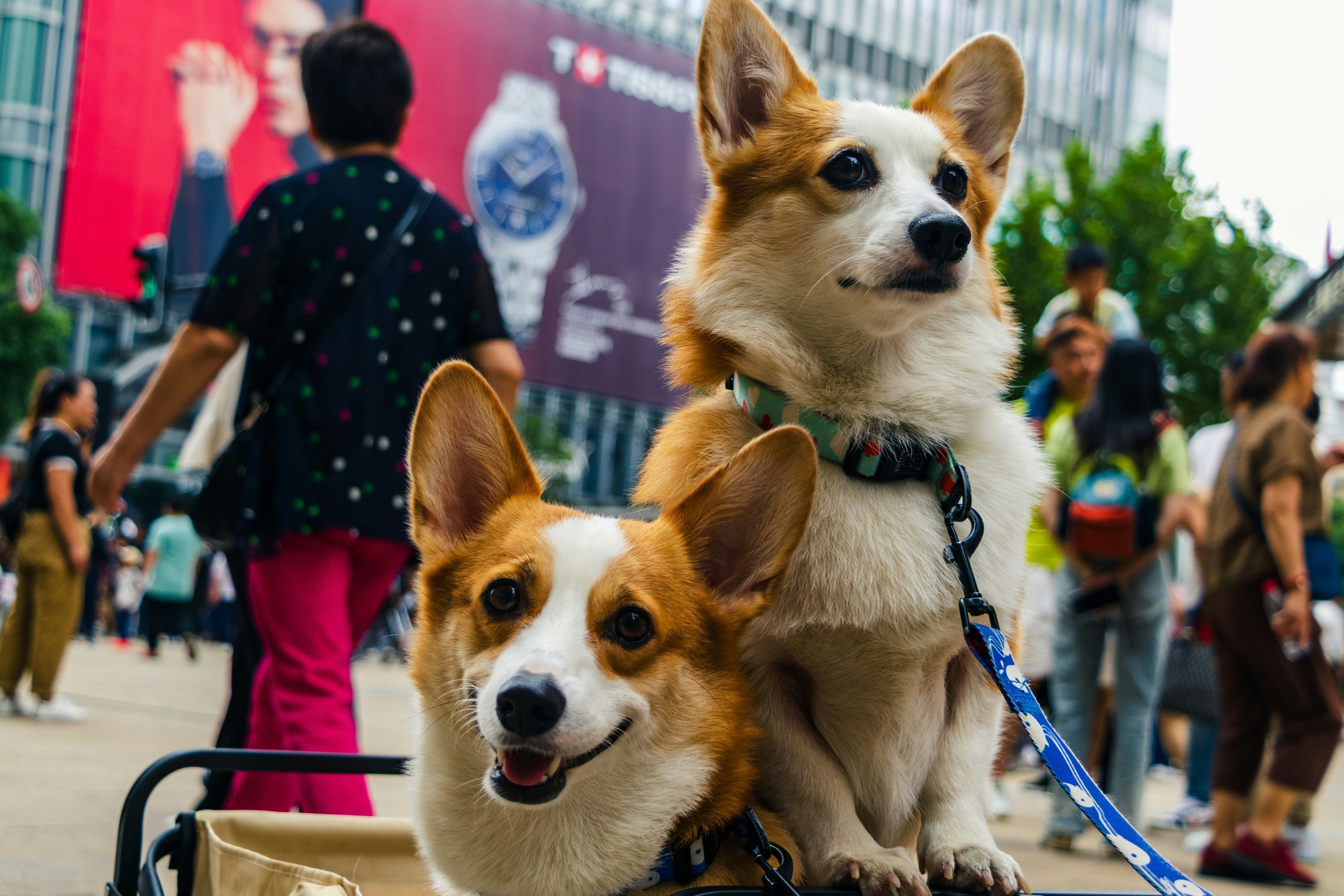 a couple of dogs sitting on top of a cart