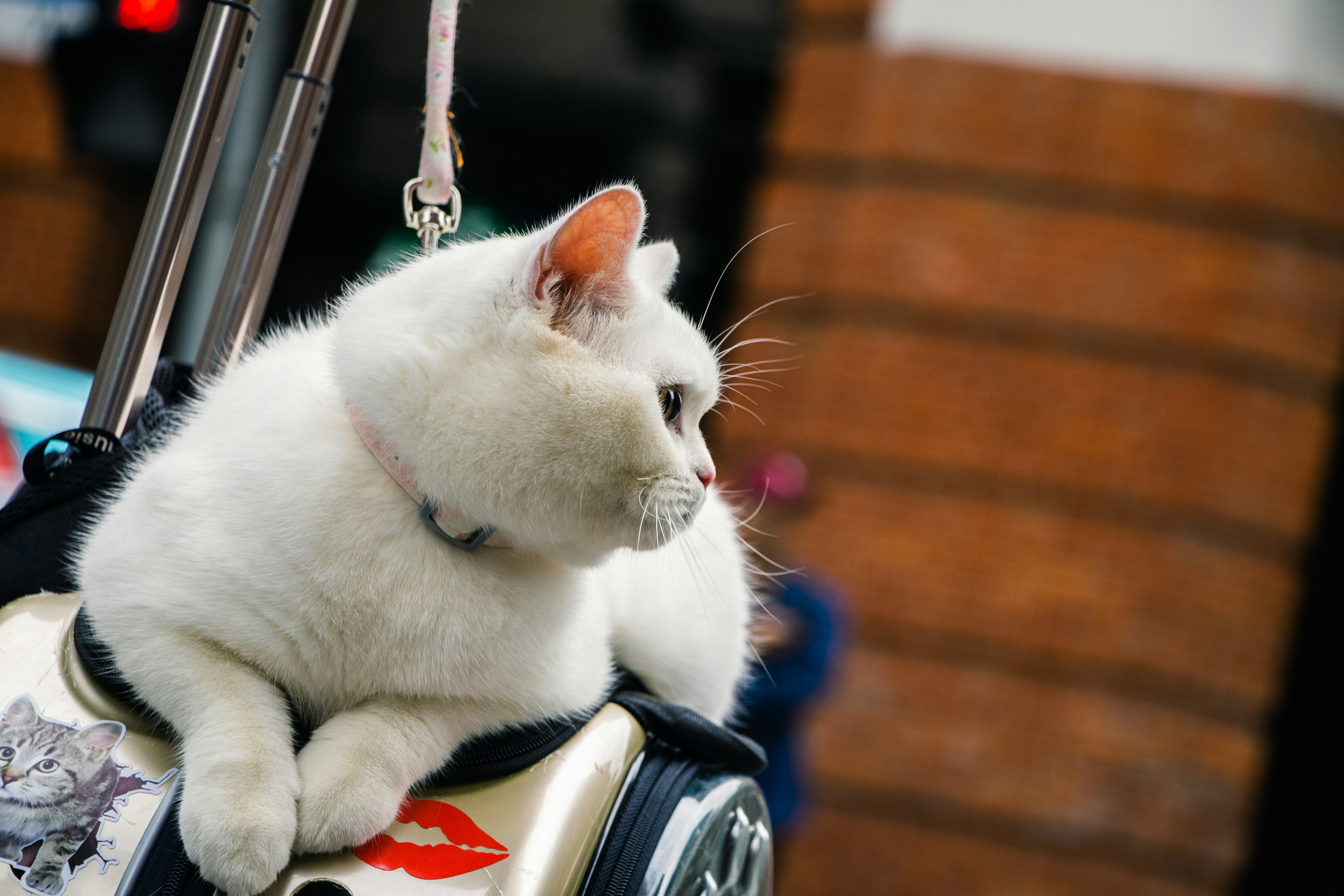 Airlines That Allow Cats in Cabin 2025.  The Complete Updated Guide