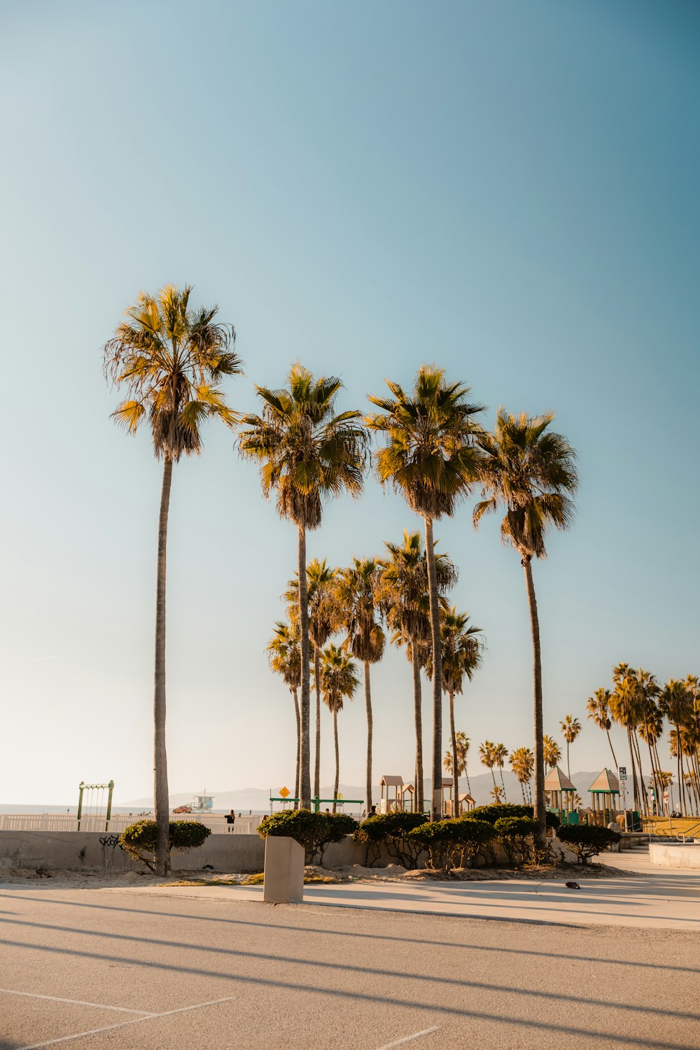 a row of palm trees next to the ocean