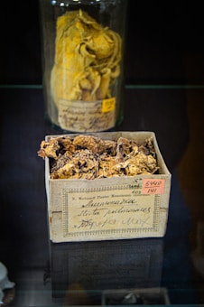 A close-up view of dried botanical specimens kept inside a glass jar and a labeled cardboard box. The box is labeled with handwritten notes and numbers, containing what appear to be dried plant leaves or herbs. The jar is filled with a yellow, crumpled plant material.