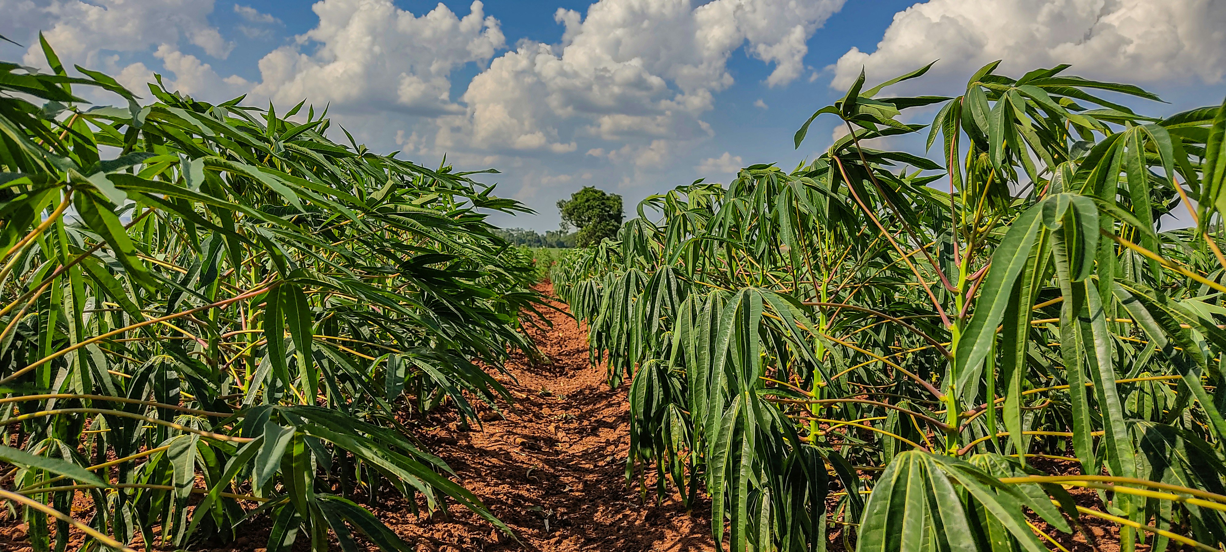 Sustainable Cassava Farming: Empowering Communities and Growing Economies