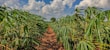 A lush agricultural field with rows of green cassava plants stretching towards the horizon. The sky above is bright and filled with fluffy white clouds. The soil appears reddish-brown, contrasting with the vibrant leaves.