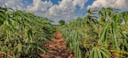 A lush agricultural field with rows of green cassava plants stretching towards the horizon. The sky above is bright and filled with fluffy white clouds. The soil appears reddish-brown, contrasting with the vibrant leaves.