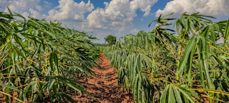 Rows of vibrant millet and maize growing in fertile Casamance soil under a bright blue sky.