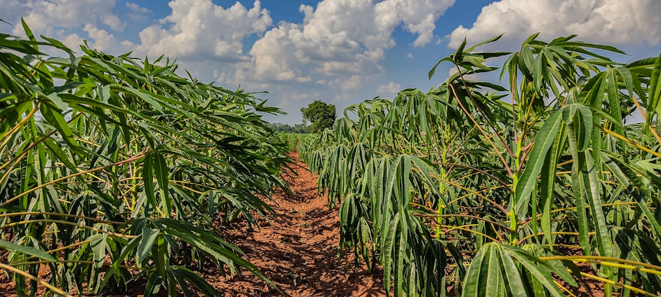 A vibrant West African farm with a biogas digester in use, surrounded by greenery and happy farmers.