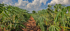 Farmers in a lush green field near Kinshasa, planting crops under a bright sky.