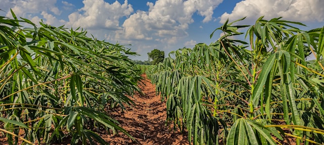 A lush agricultural field with rows of green cassava plants stretching towards the horizon. The sky above is bright and filled with fluffy white clouds. The soil appears reddish-brown, contrasting with the vibrant leaves.
