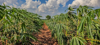A lush agricultural field with rows of green cassava plants stretching towards the horizon. The sky above is bright and filled with fluffy white clouds. The soil appears reddish-brown, contrasting with the vibrant leaves.