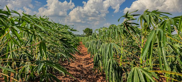A lush agricultural field with rows of green cassava plants stretching towards the horizon. The sky above is bright and filled with fluffy white clouds. The soil appears reddish-brown, contrasting with the vibrant leaves.