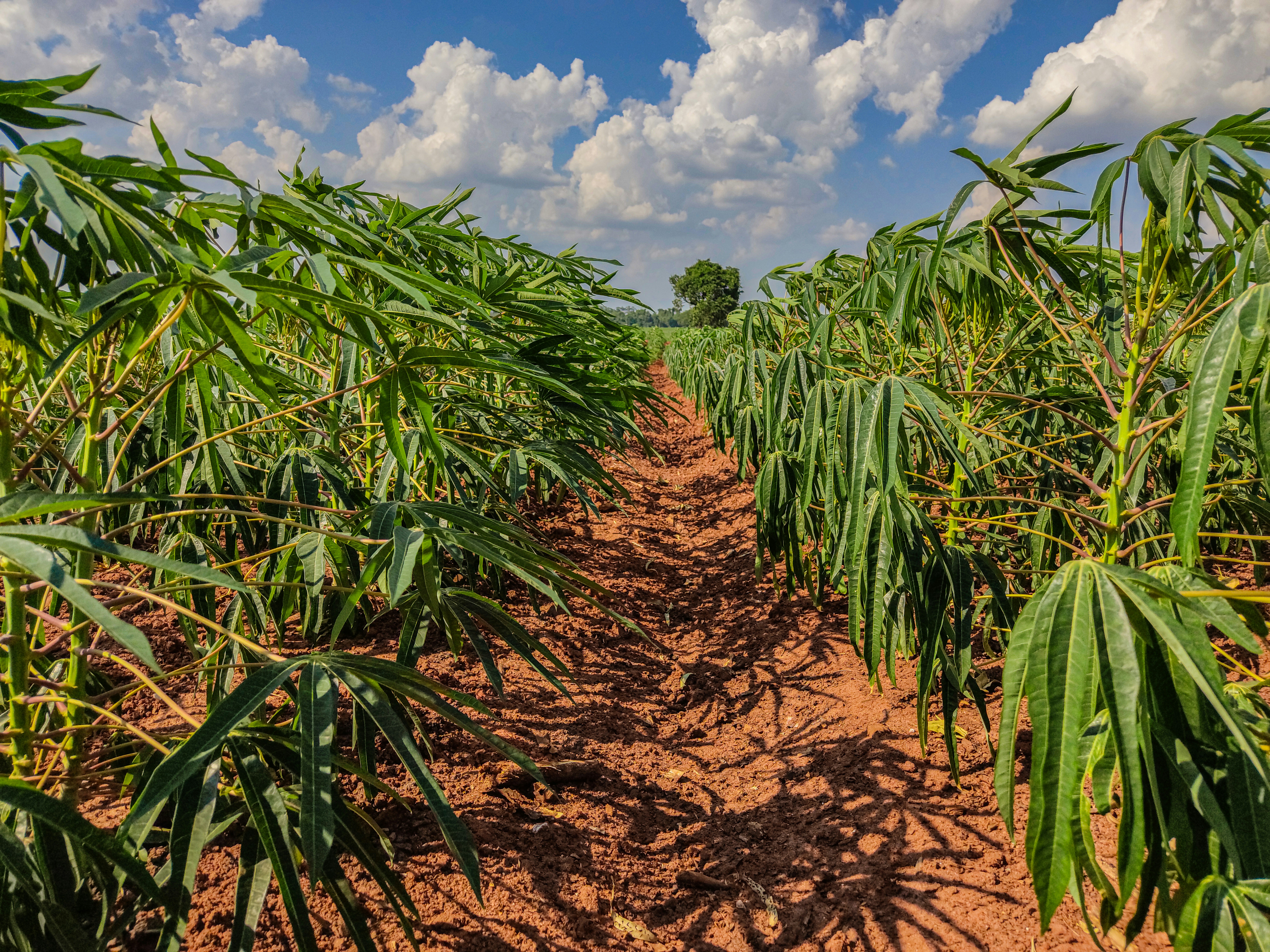 Cassava Field
