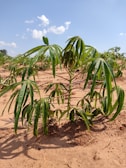 Consultant advising a farmer in the cassava field, pointing to healthy plants