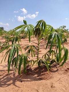 Farmers inspecting healthy cassava plants in a sunny field