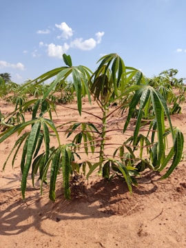 Farmers inspecting healthy cassava plants in a field.