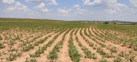 Rows of young plants are growing in a vast, sandy field under a partly cloudy blue sky. The fields are arranged in neatly organized rows, stretching into the distance toward a horizon lined with sparse greenery.
