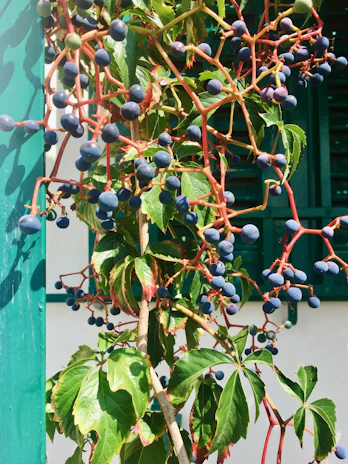 Side view of a Blueberry Lemonade plant showcasing its sturdy structure and lush foliage.