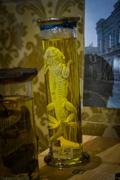 A preserved lizard is displayed in a tall glass jar filled with a yellowish liquid. The lid is sealed with a blue tape. The background shows an ornate patterned wallpaper and part of a black and white photograph depicting an old building.