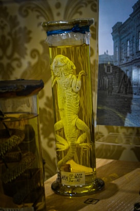 A preserved lizard is displayed in a tall glass jar filled with a yellowish liquid. The lid is sealed with a blue tape. The background shows an ornate patterned wallpaper and part of a black and white photograph depicting an old building.