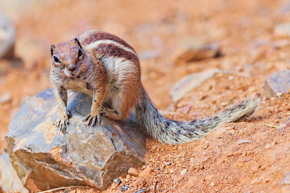 a small squirrel standing on top of a rock
