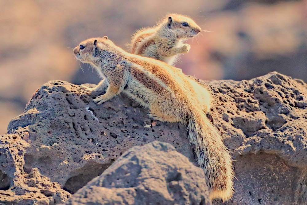 a couple of small animals standing on top of a rock