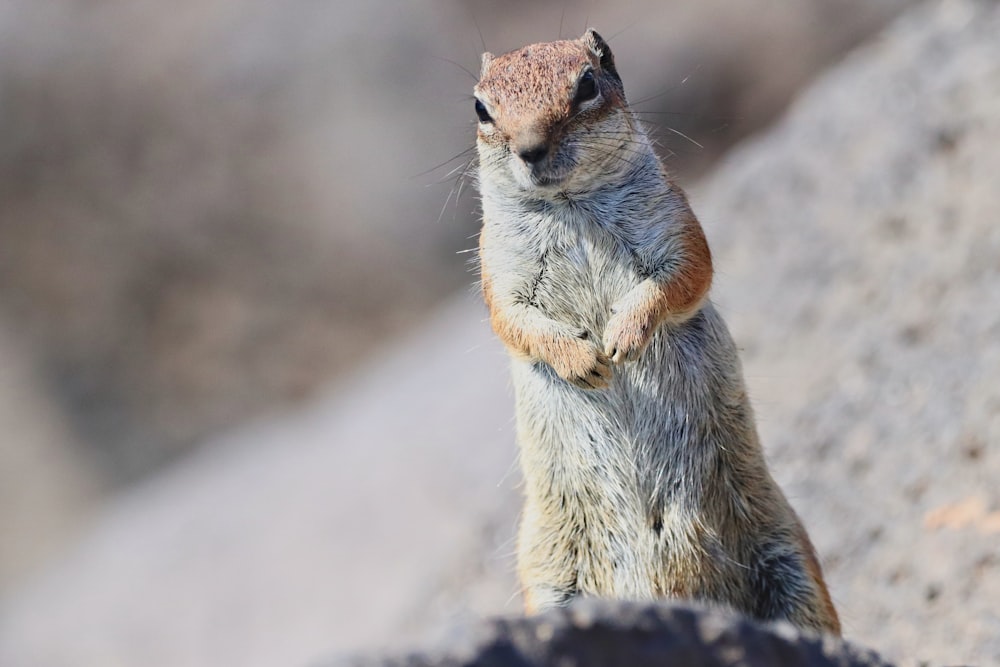 a small animal standing on its hind legs