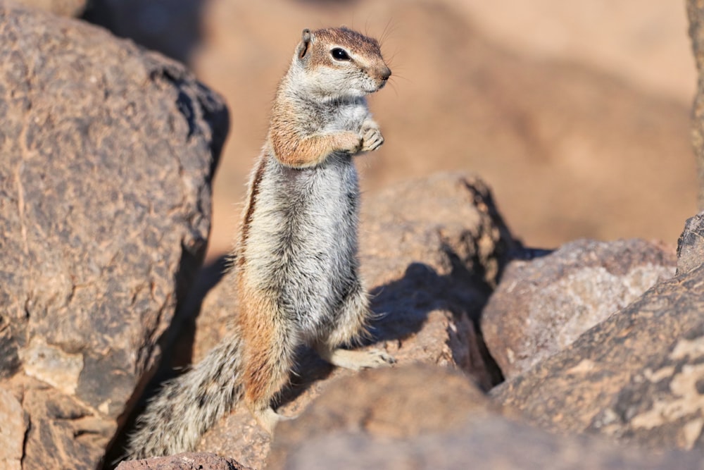 a squirrel standing on its hind legs on a rock