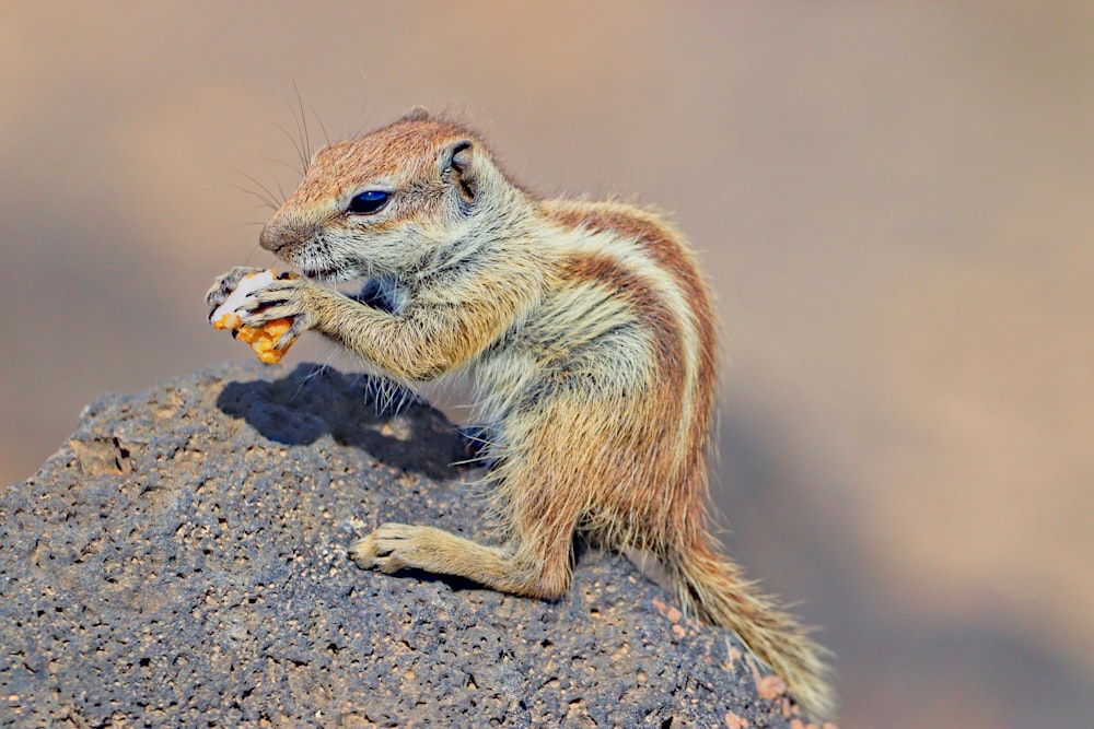 a small squirrel eating something on top of a rock