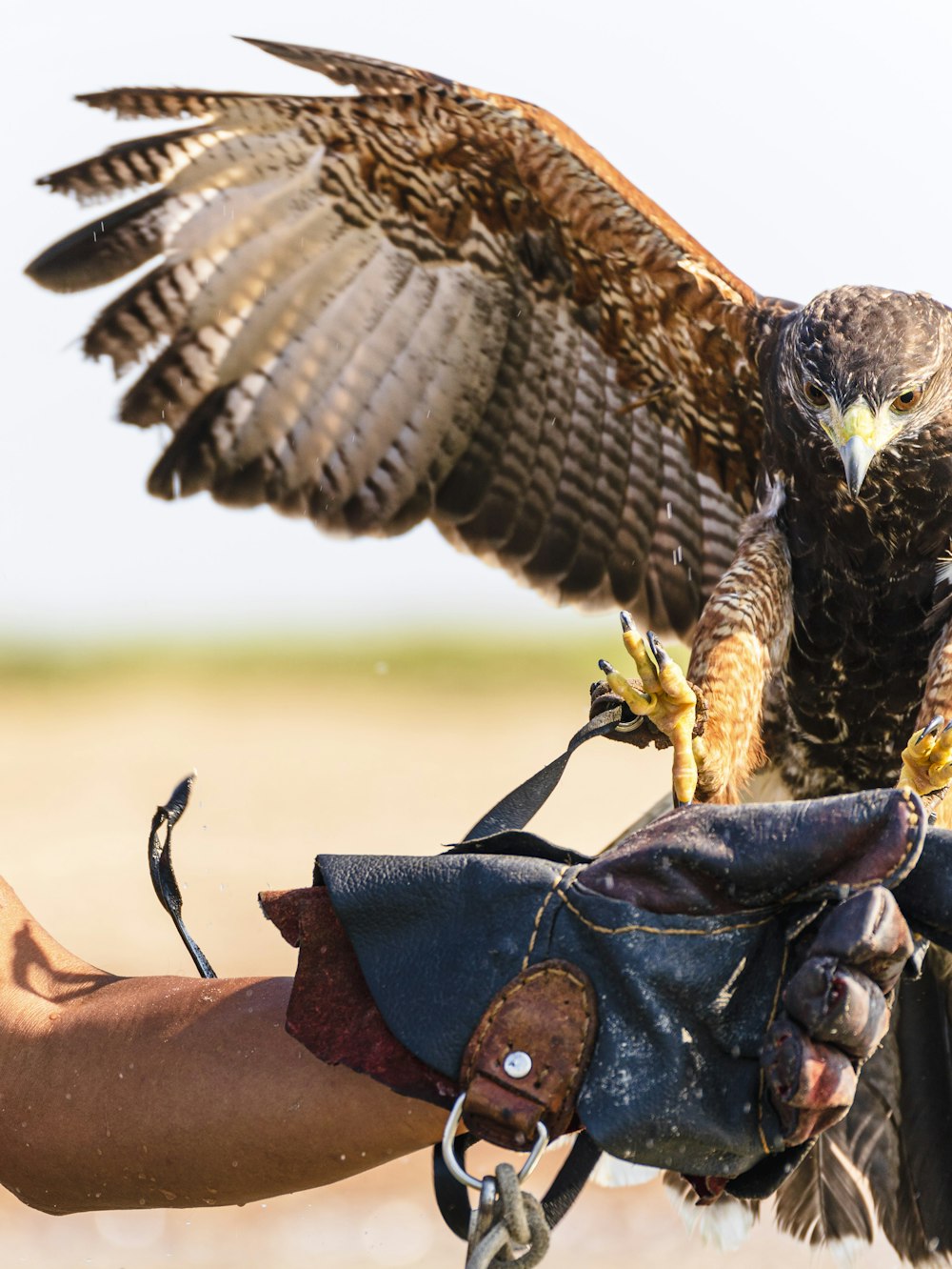 a person holding a bird of prey in their hand