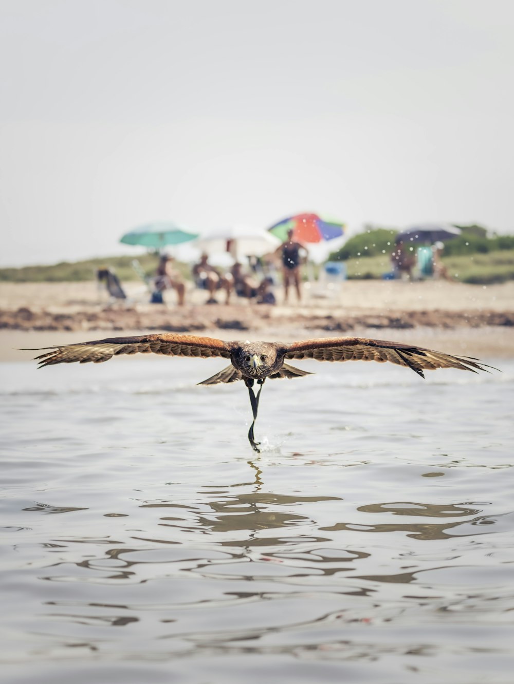 a large bird flying over a body of water