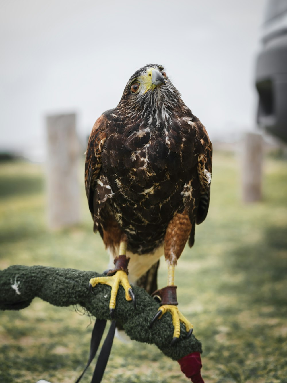 a brown and white bird perched on top of a rope