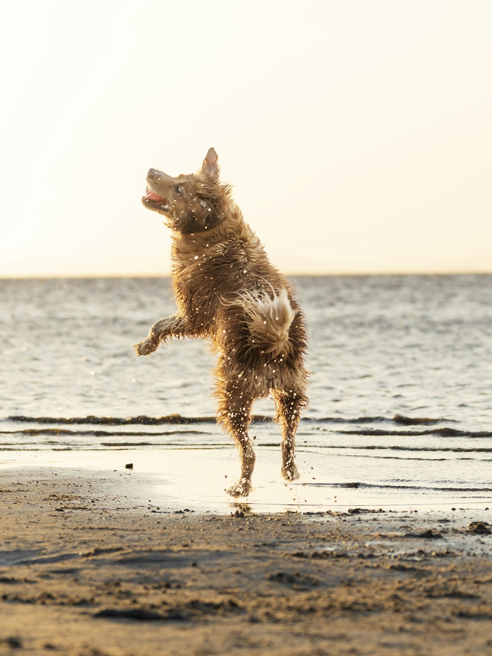 a dog jumping up into the air on a beach