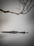 a small alligator is floating in the water