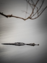 a small alligator is floating in the water