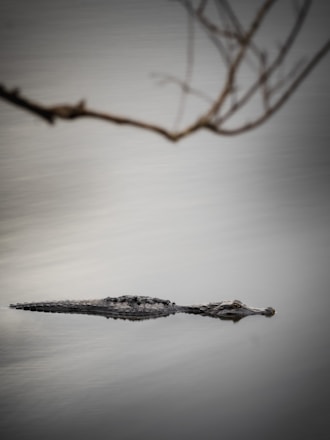 a small alligator is floating in the water