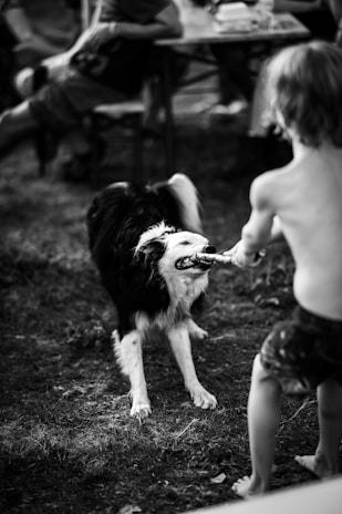 A playful scene of a border collie interacting with children.