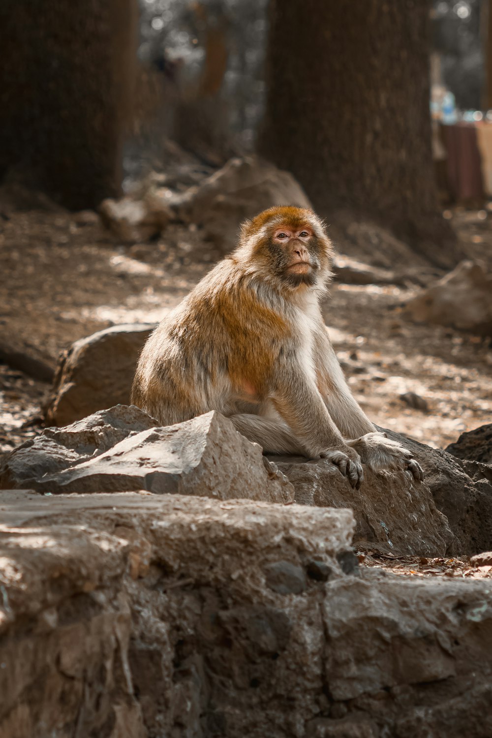 a monkey sitting on a rock in a forest