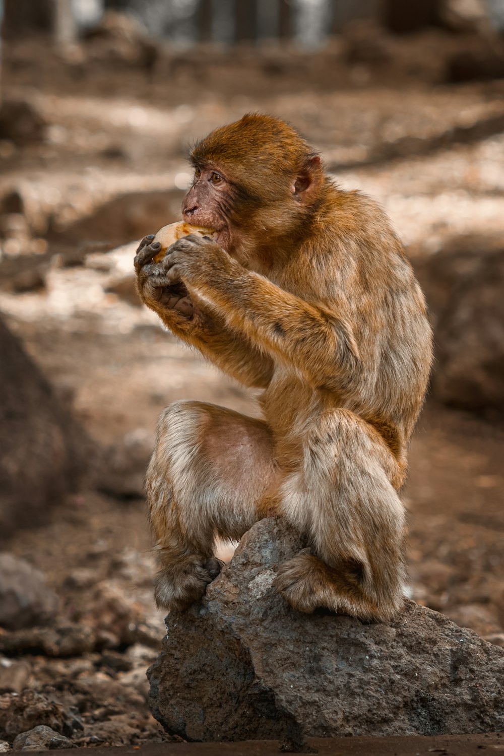 a monkey sitting on top of a rock