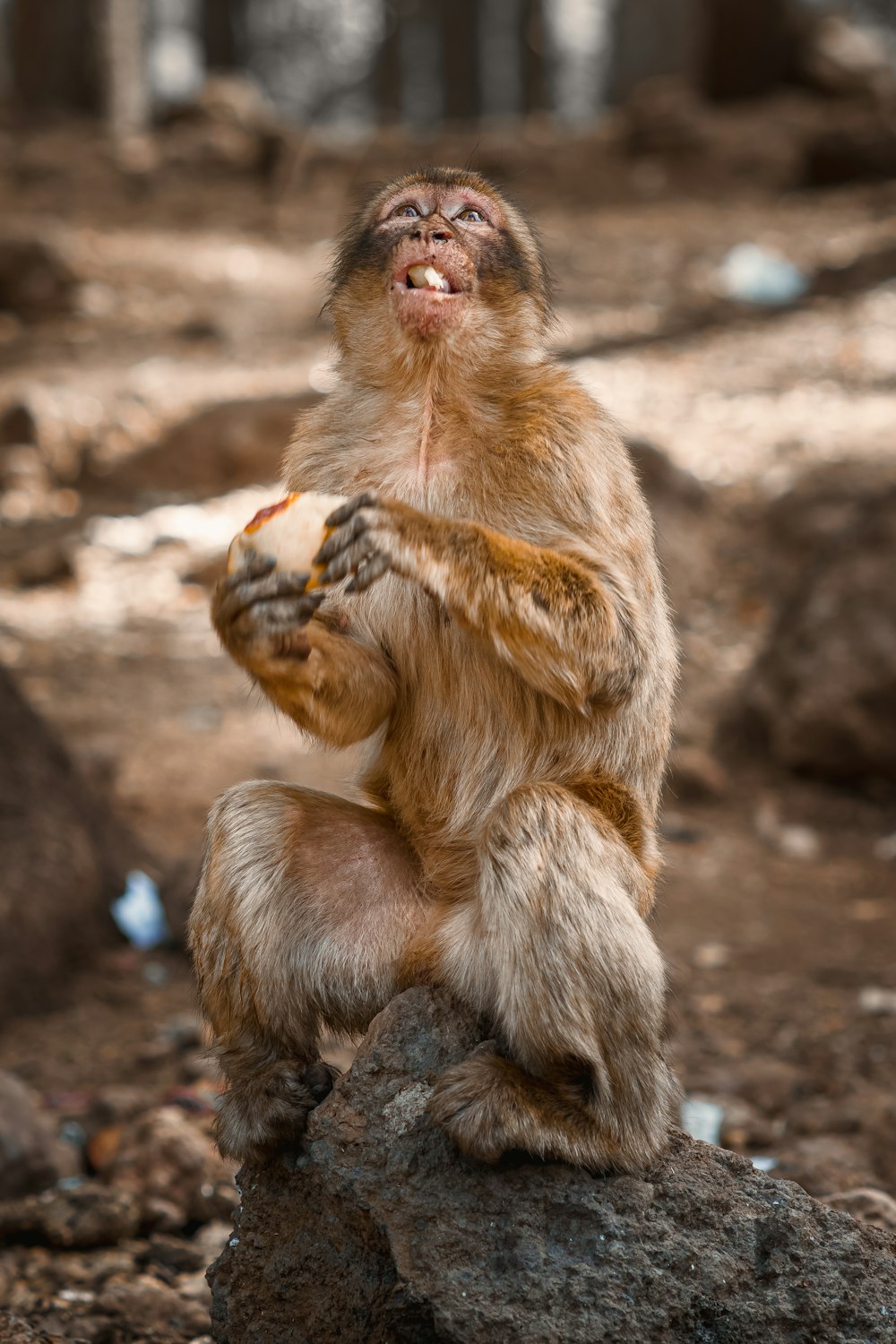 a monkey sitting on top of a rock eating something